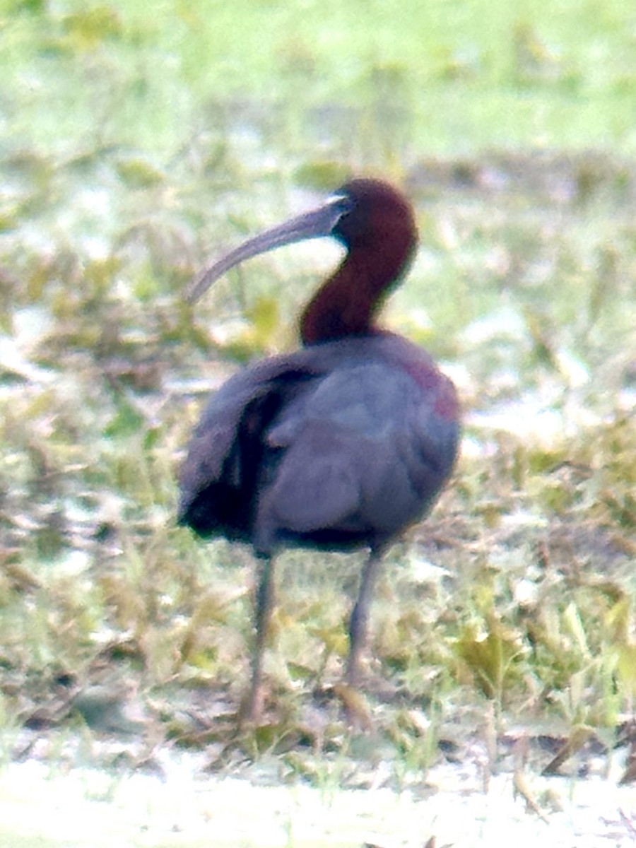 ibis hnědý - ML618728572