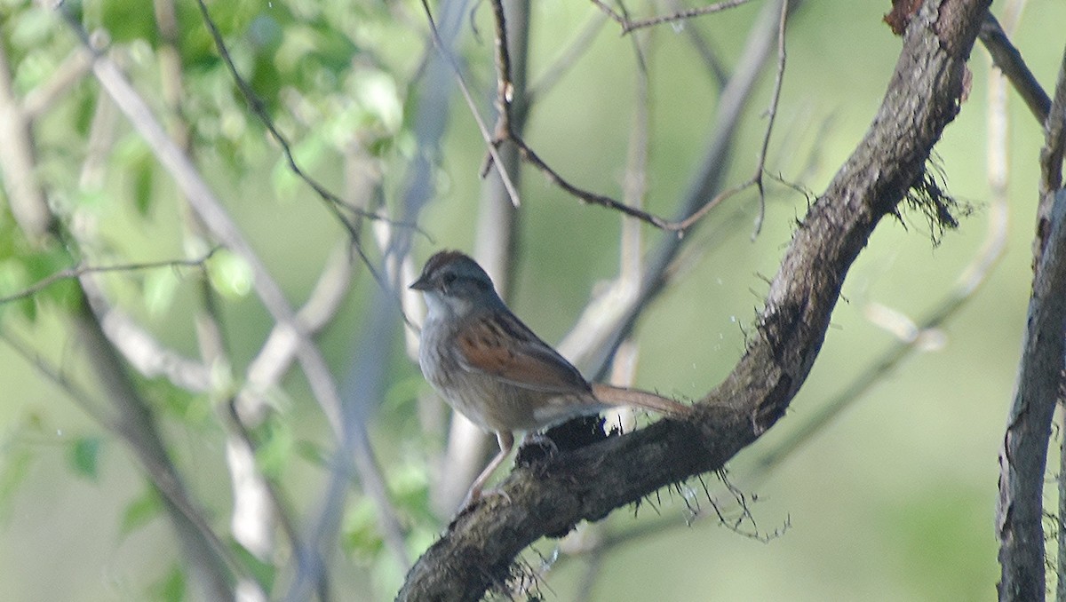 Swamp Sparrow - ML618728578
