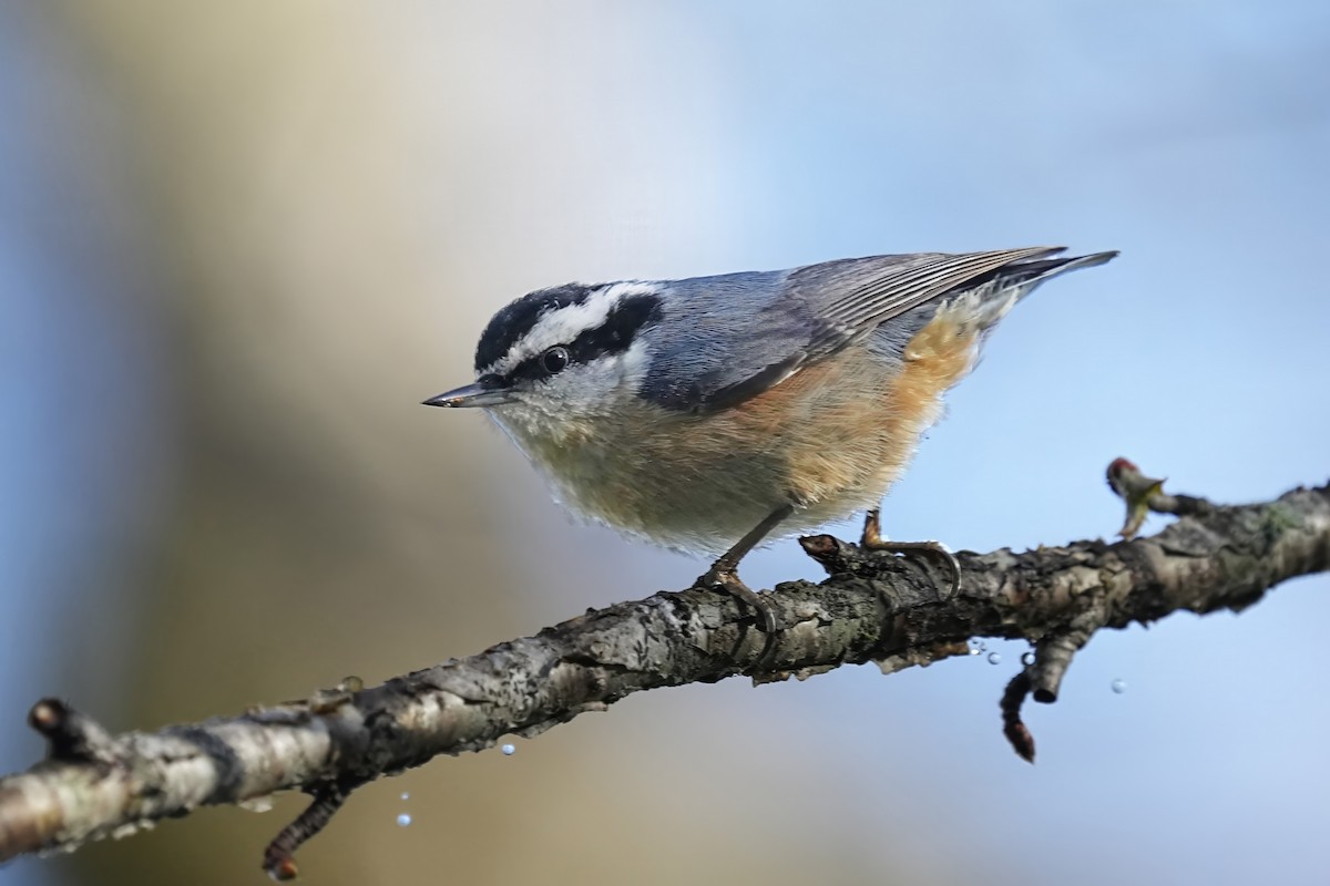 Red-breasted Nuthatch - ML618728580