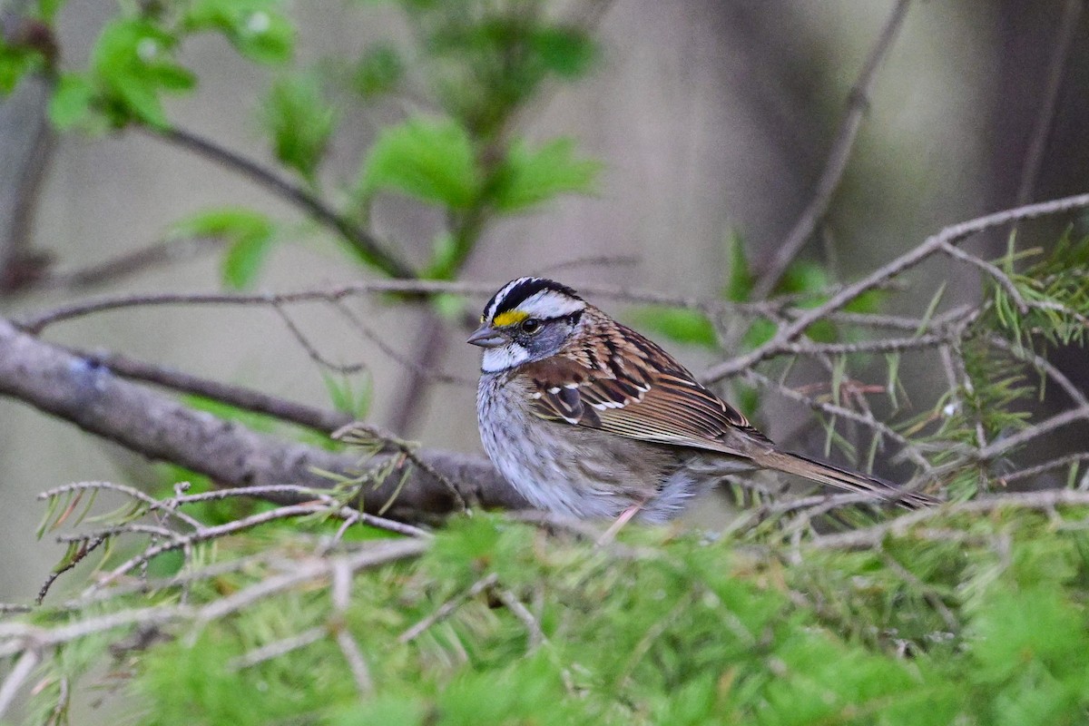 White-throated Sparrow - ML618728591