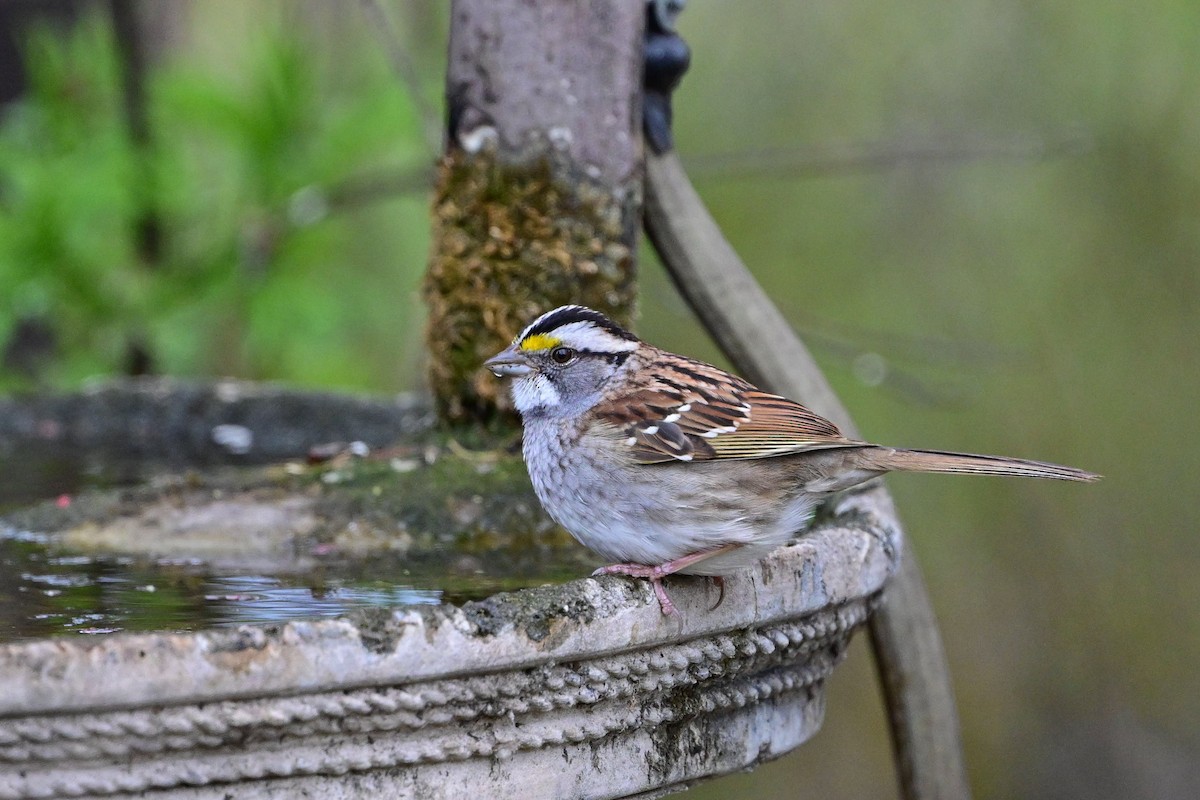 White-throated Sparrow - ML618728592