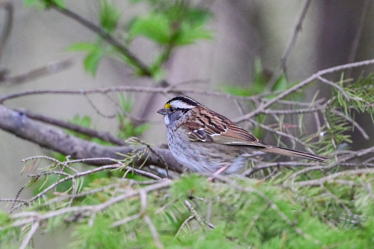 White-throated Sparrow - ML618728600