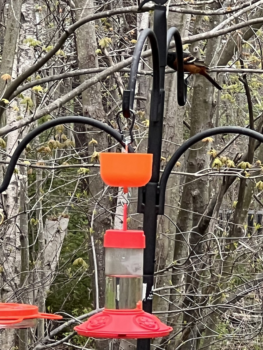 Orchard Oriole - ML618728602