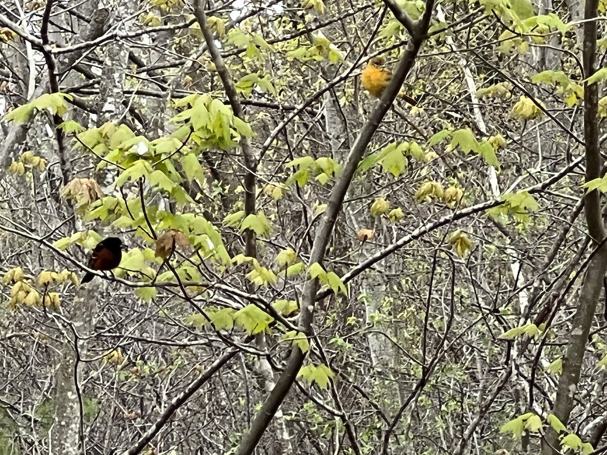 Orchard Oriole - ML618728603