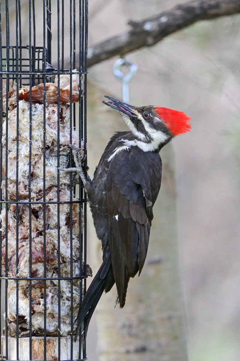 Pileated Woodpecker - ML618728629