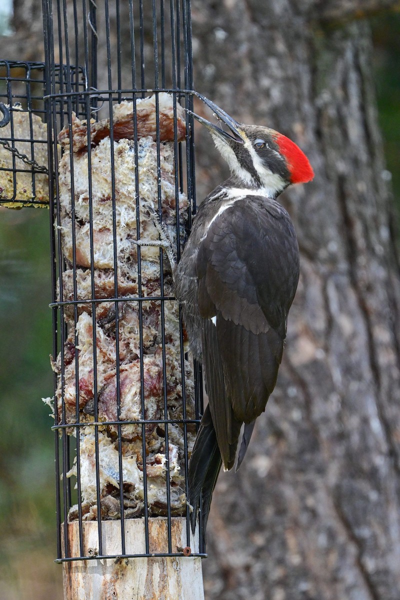 Pileated Woodpecker - ML618728636