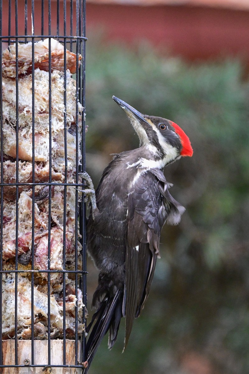 Pileated Woodpecker - ML618728637