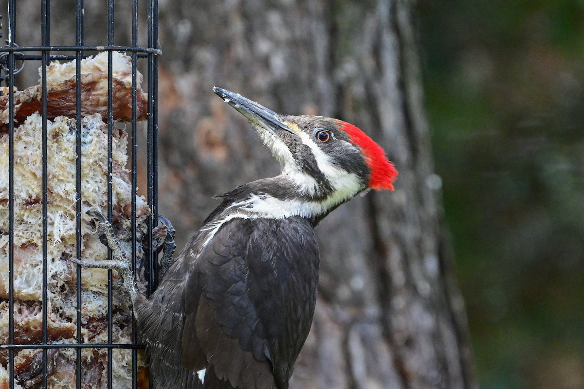Pileated Woodpecker - ML618728639