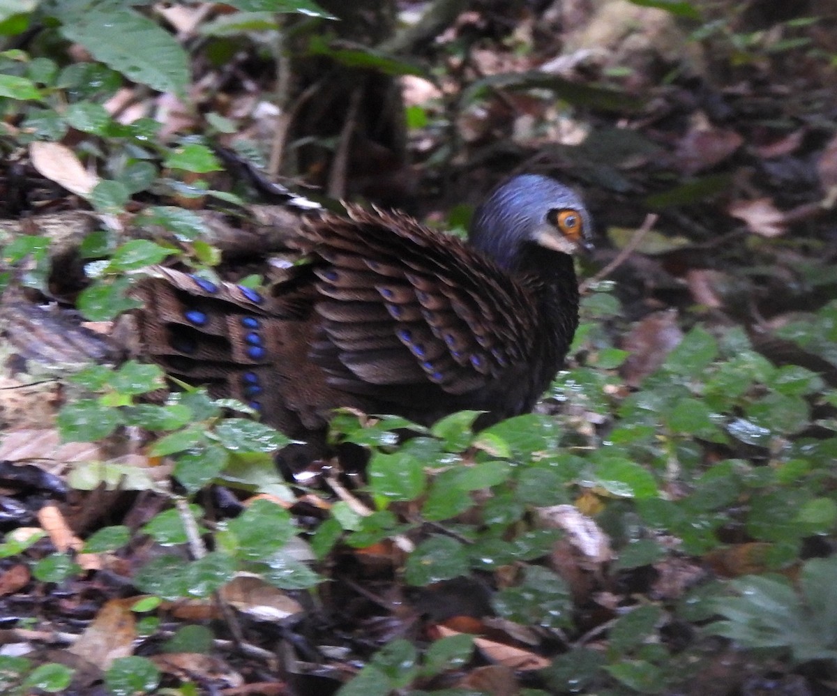 Bornean Peacock-Pheasant - ML618728681