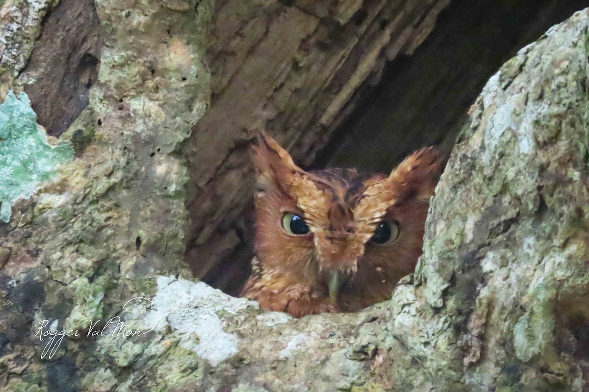 Peruvian Screech-Owl - ML618728684