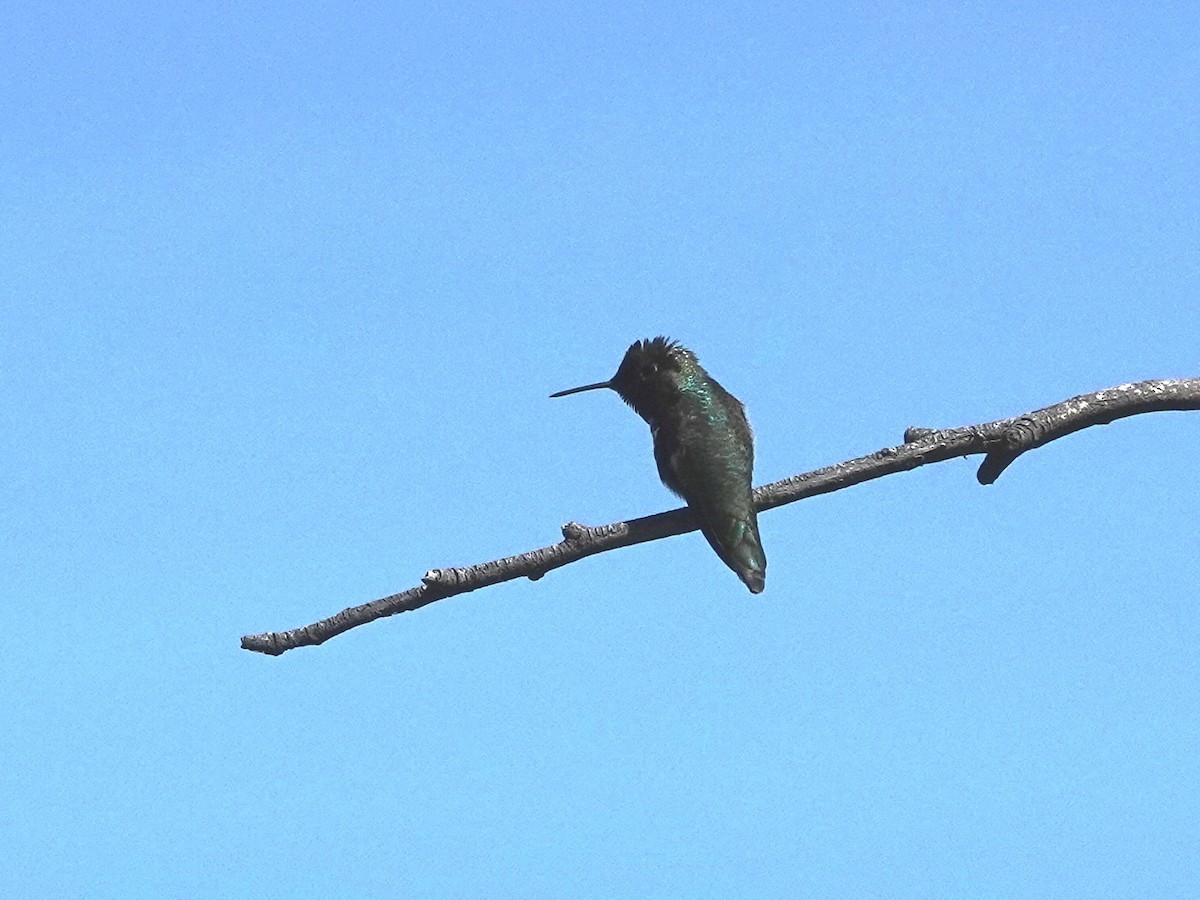Anna's Hummingbird - ML618728704