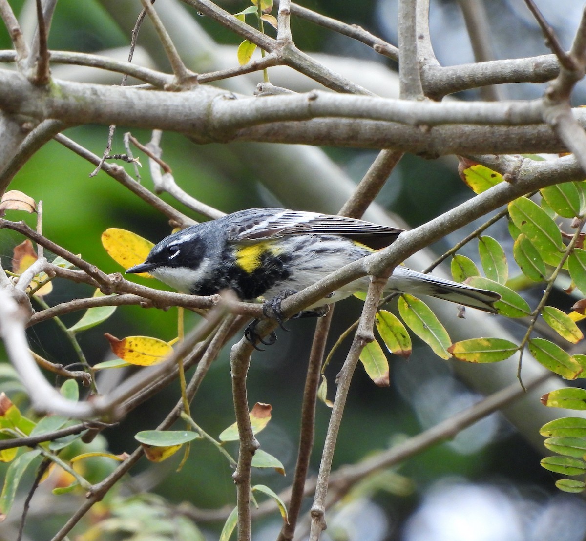 Yellow-rumped Warbler (Myrtle) - ML618728710