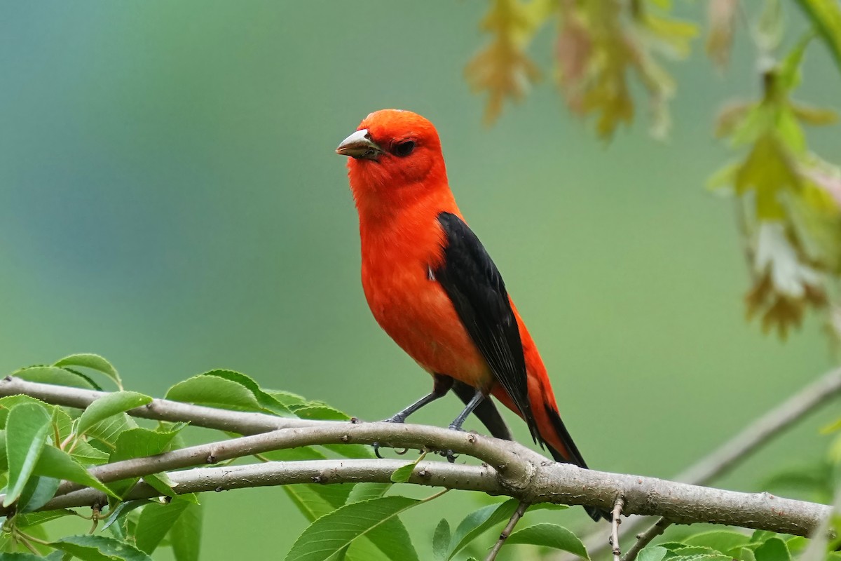 Scarlet Tanager - ML618728717