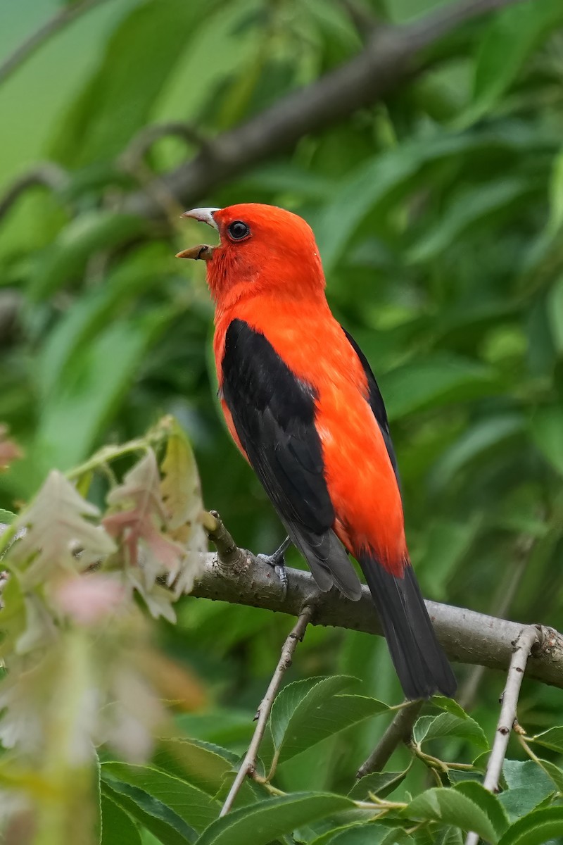 Scarlet Tanager - ML618728729