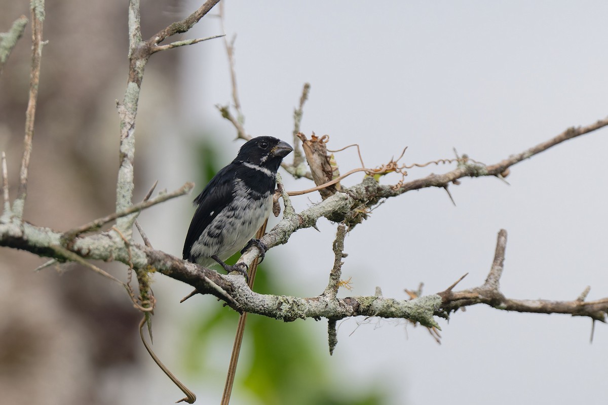 Variable Seedeater - ML618728747