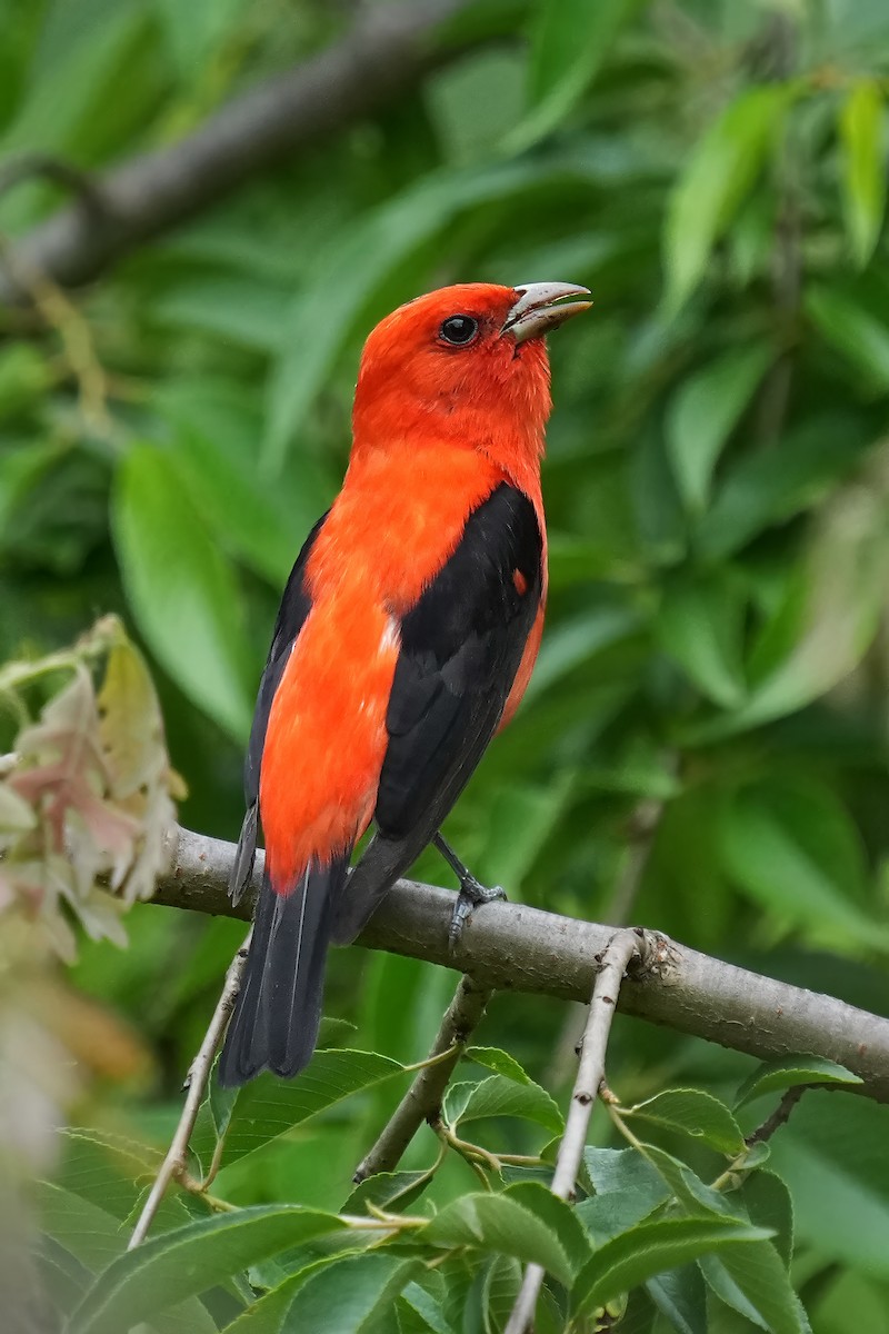 Scarlet Tanager - ML618728751