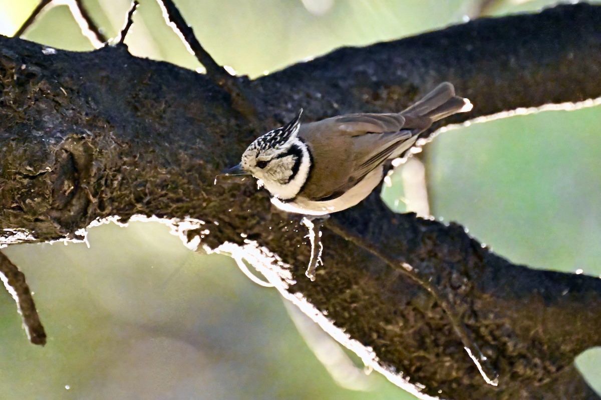 Crested Tit - ML618728759