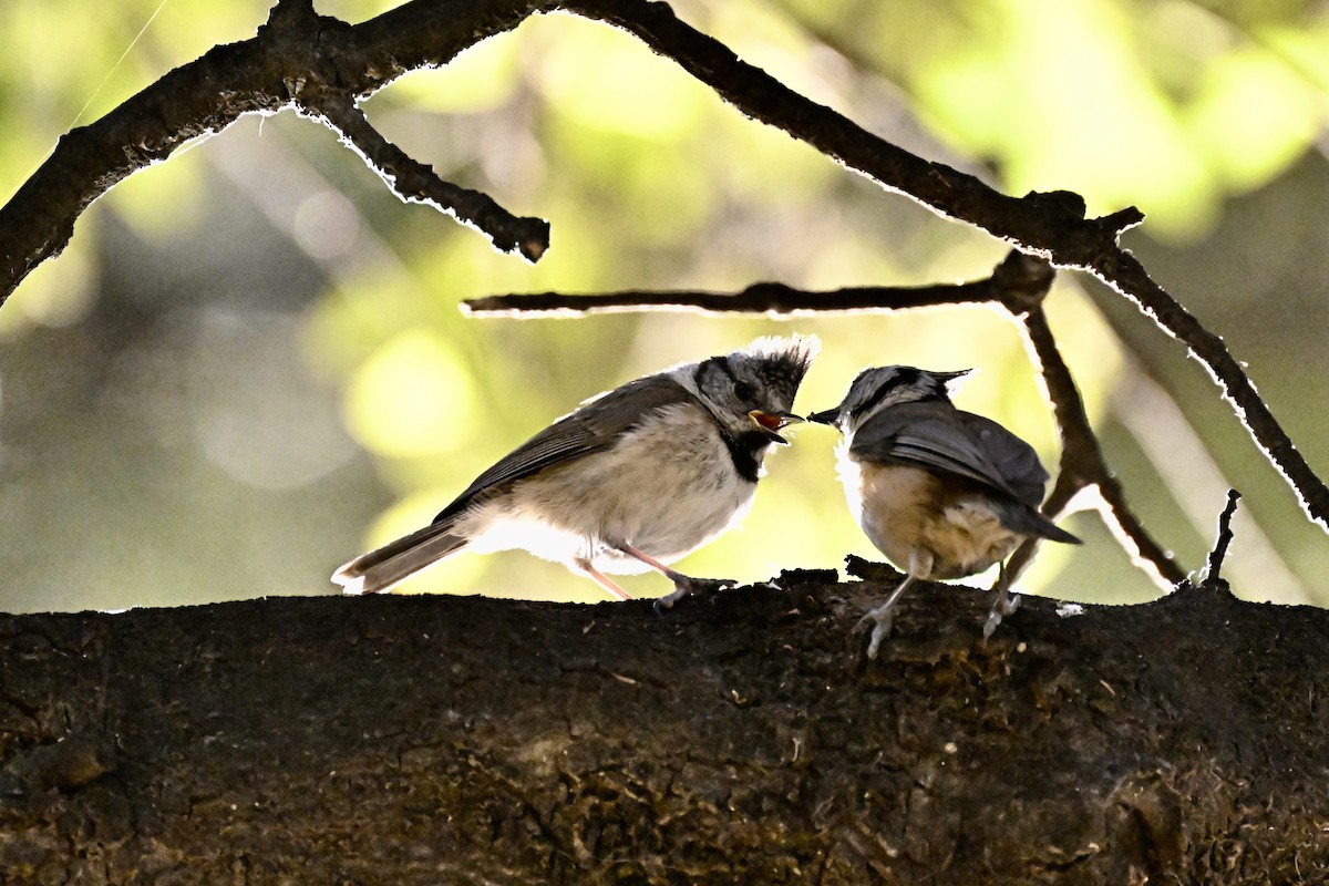 Crested Tit - ML618728760