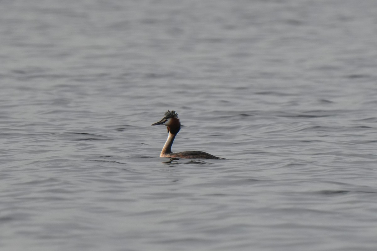 Great Crested Grebe - ML618728765