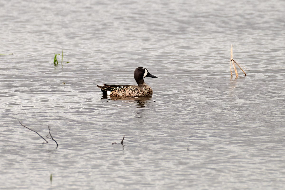Blue-winged Teal - ML618728770