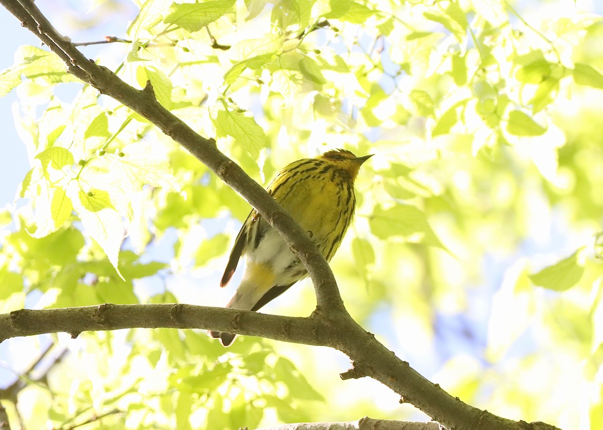 Cape May Warbler - ML618728814