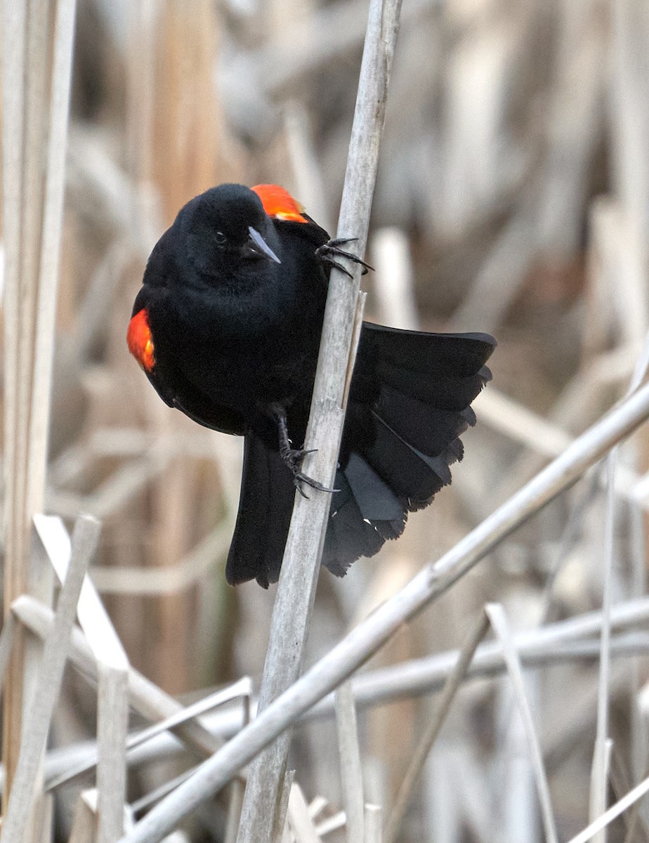 Red-winged Blackbird - ML618728851