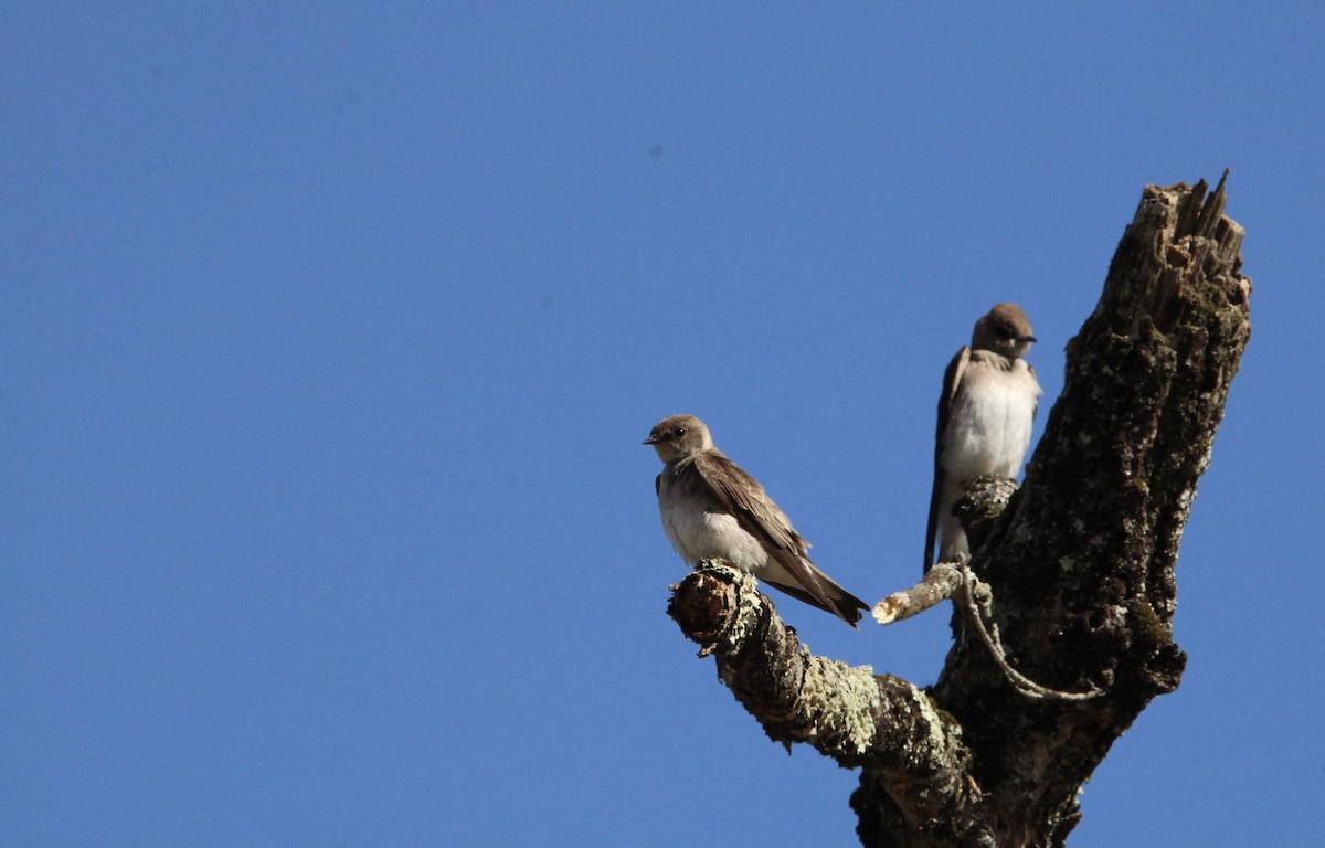 Northern Rough-winged Swallow - ML618728887
