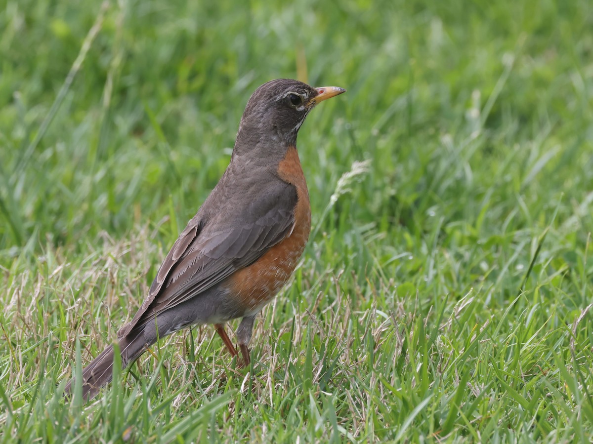 American Robin (migratorius Group) - ML618728893