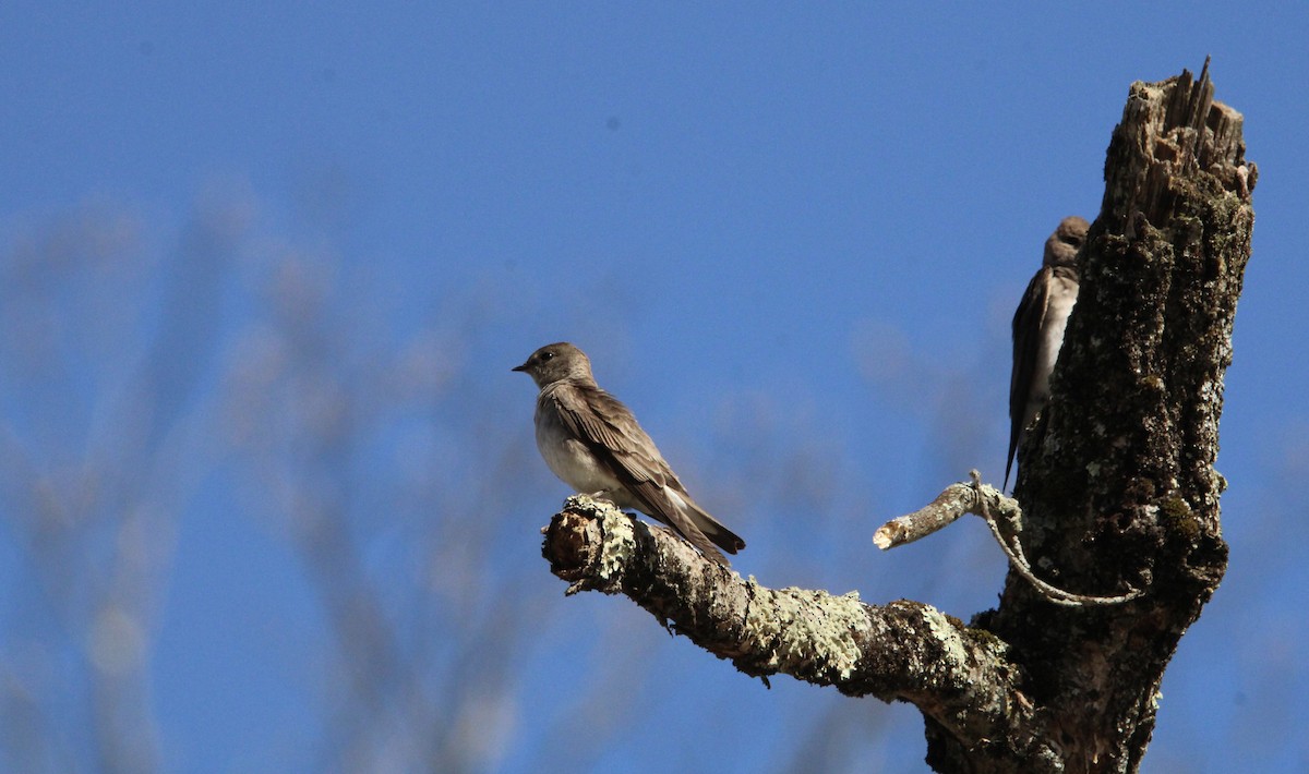 Northern Rough-winged Swallow - ML618728895