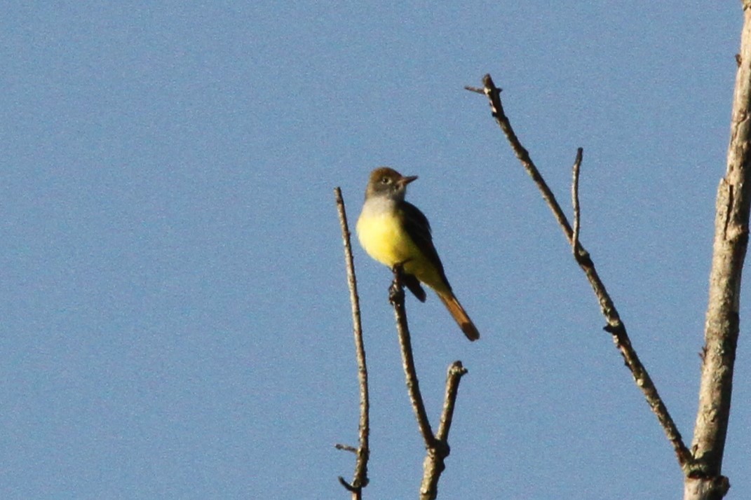 Great Crested Flycatcher - ML618728910
