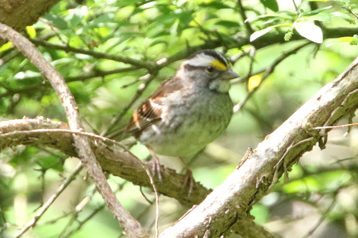 White-throated Sparrow - ML618728939