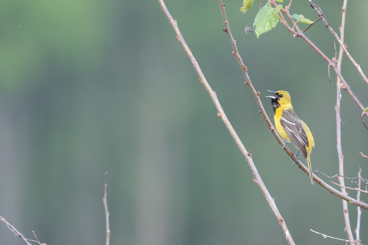 Orchard Oriole - ML618728956