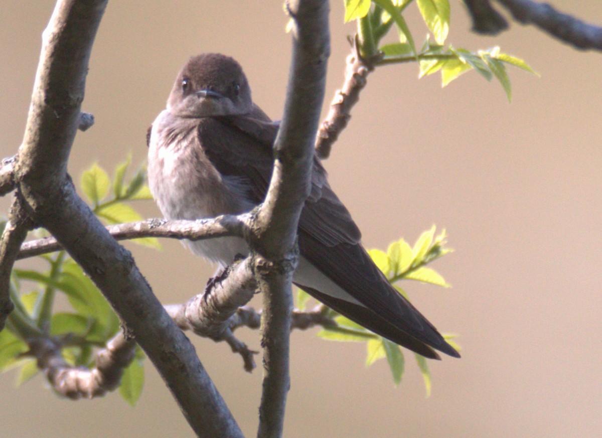 Northern Rough-winged Swallow - ML618728961