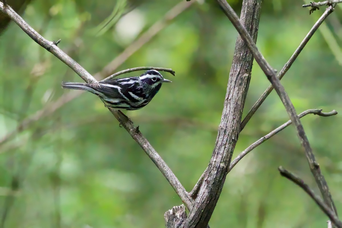 Black-and-white Warbler - ML618728962