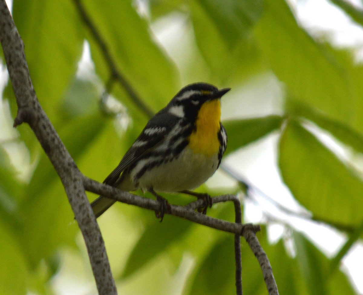 Yellow-throated Warbler - ML618728967