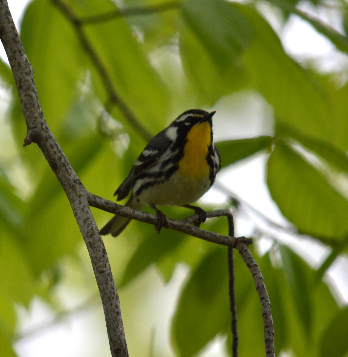 Yellow-throated Warbler - ML618728968