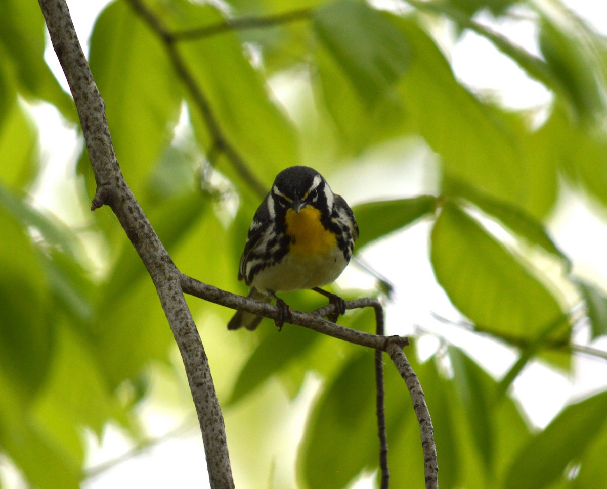 Yellow-throated Warbler - ML618728969