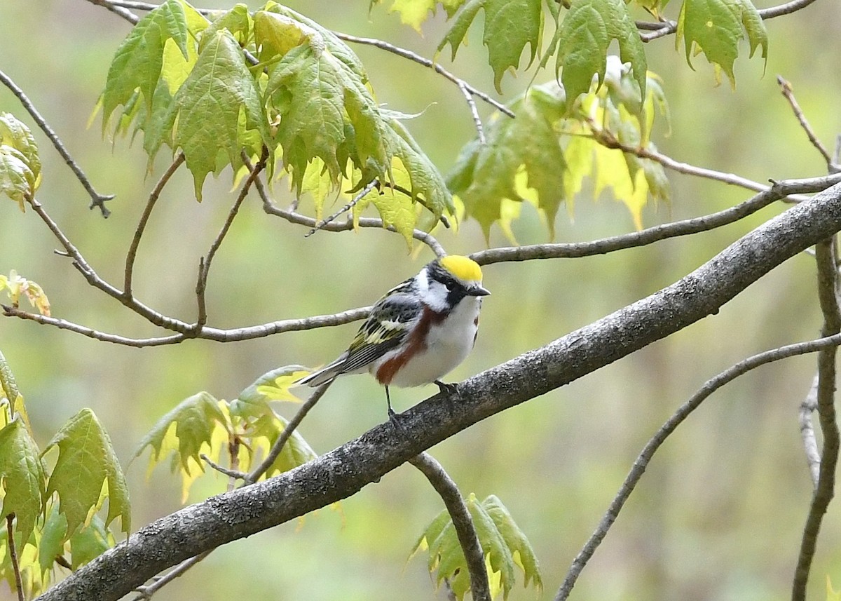 Chestnut-sided Warbler - Gary Chapin