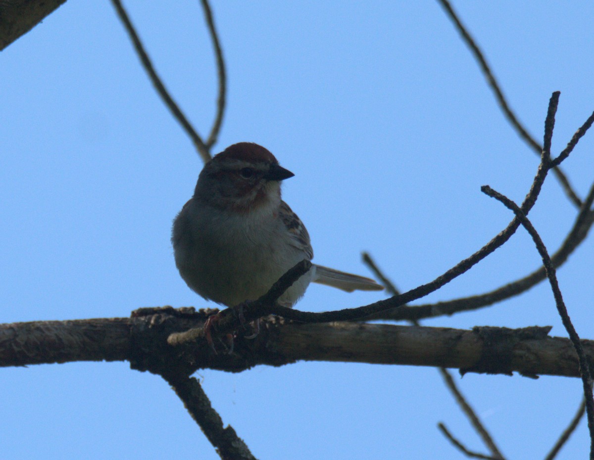 Chipping Sparrow - ML618729022