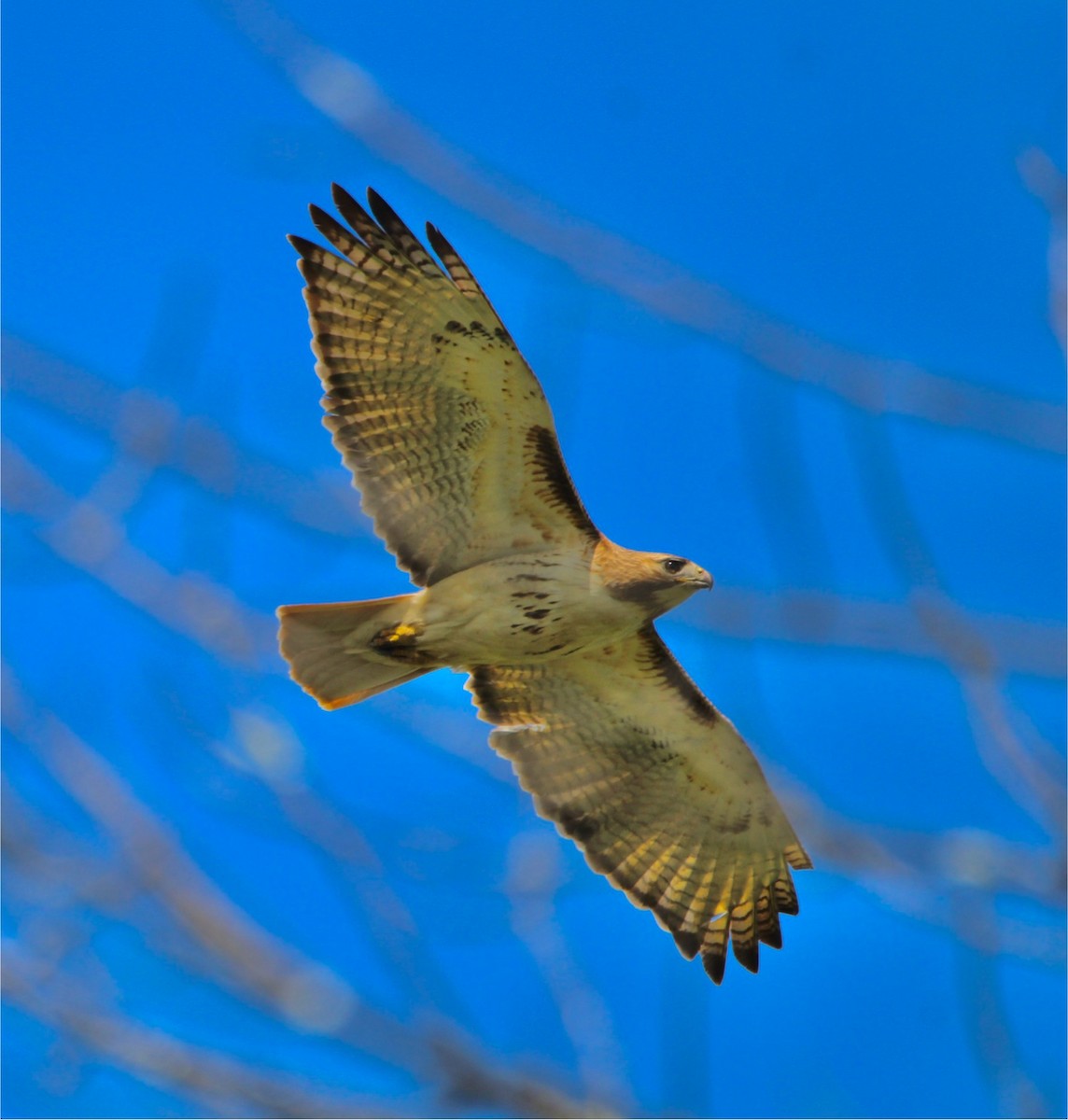 Red-tailed Hawk - ML618729034
