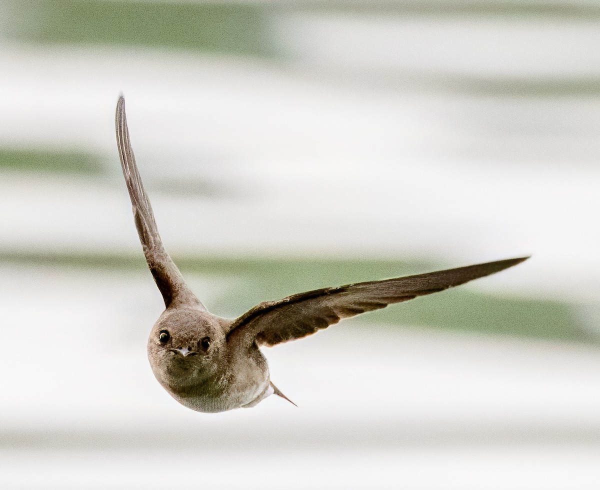 Northern Rough-winged Swallow - ML618729049