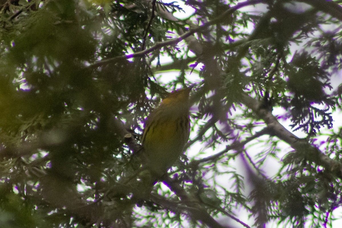 Cape May Warbler - ML618729059