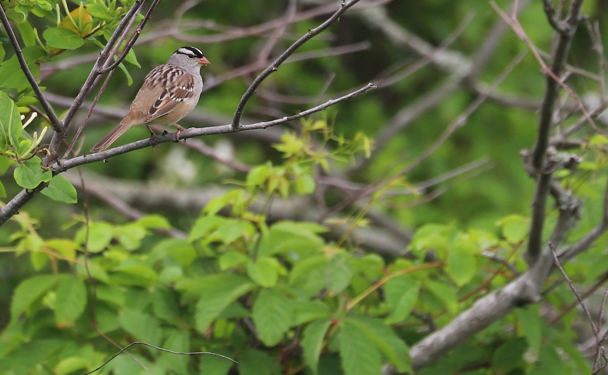 White-crowned Sparrow (Dark-lored) - ML618729061