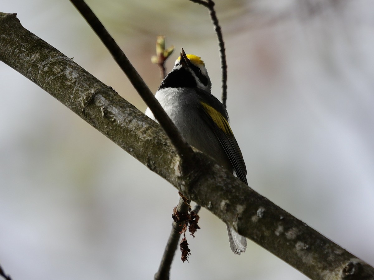 Golden-winged Warbler - David Wittrock