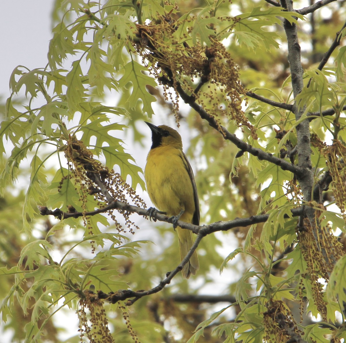 Orchard Oriole - ML618729084
