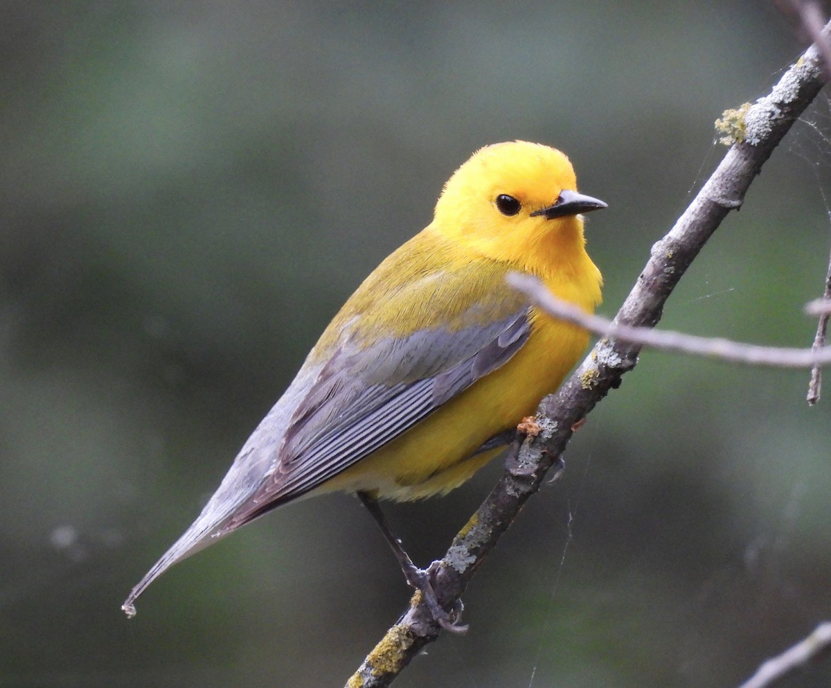 Prothonotary Warbler - ML618729100