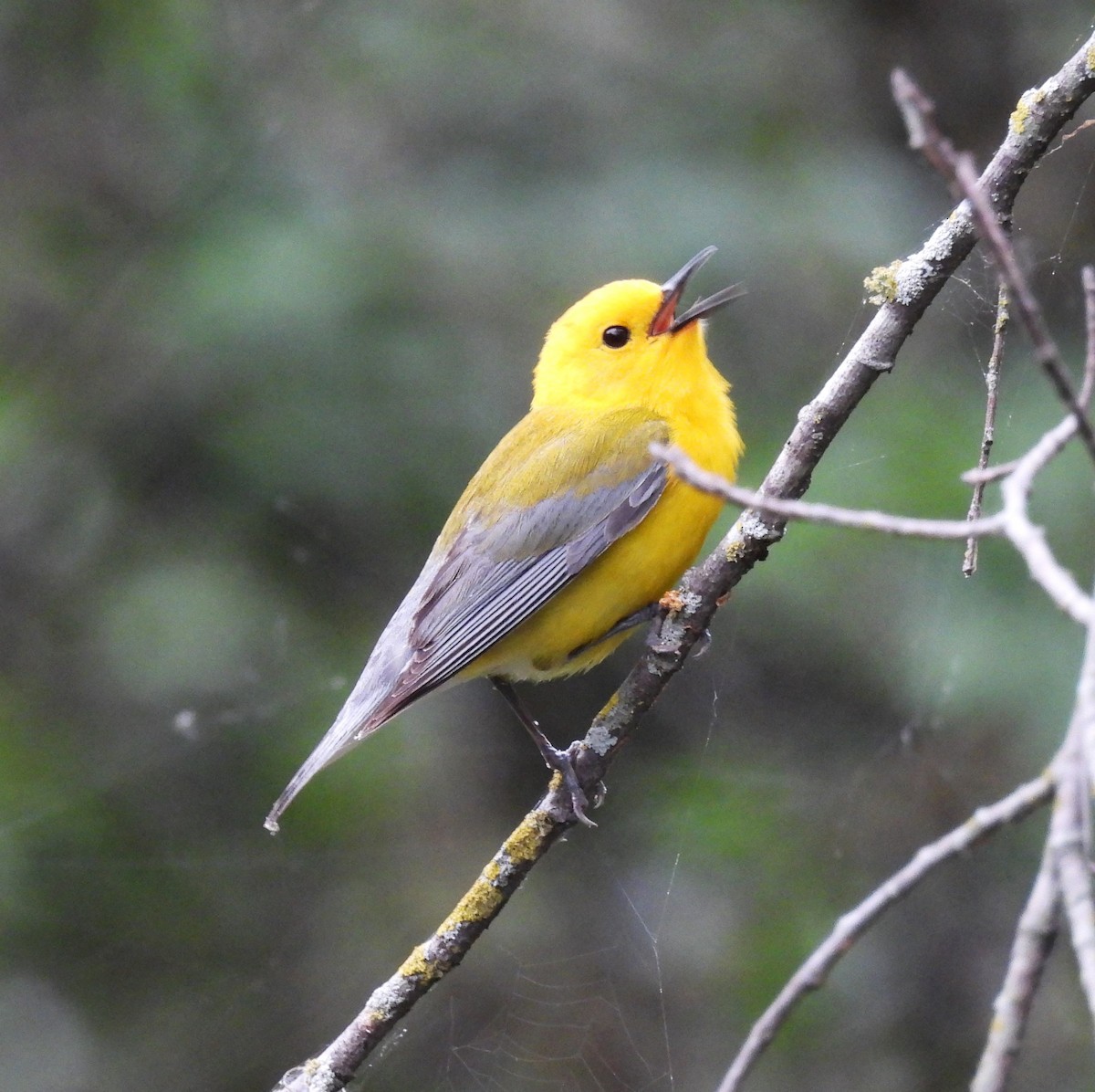 Prothonotary Warbler - ML618729123