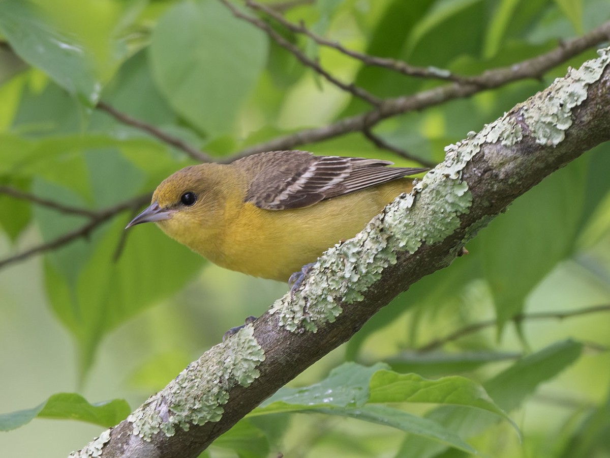 Orchard Oriole - ML618729126