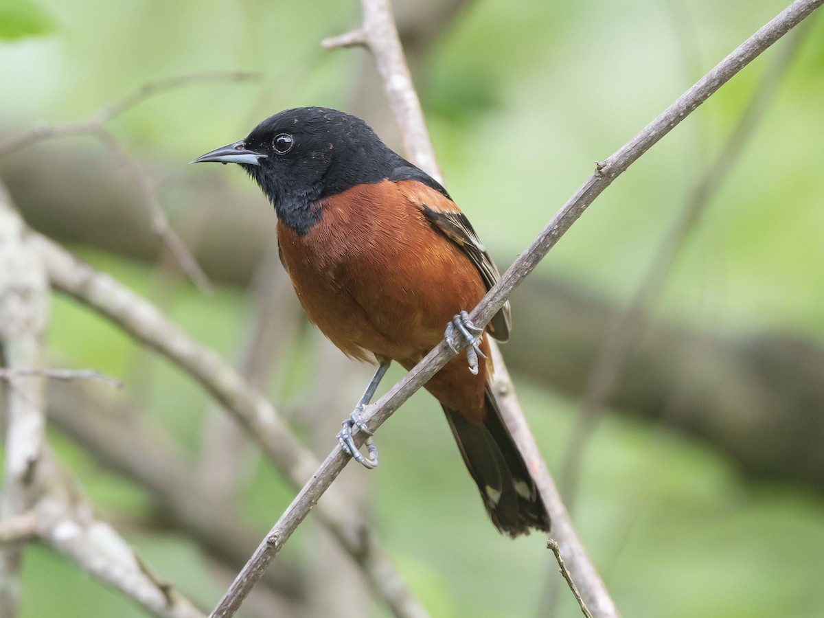 Orchard Oriole - ML618729127