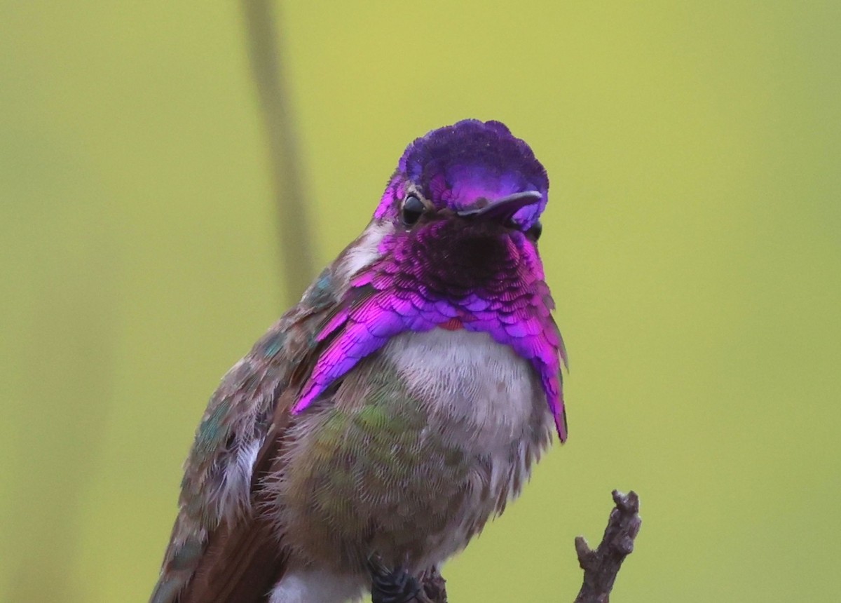 Costa's Hummingbird - ML618729158